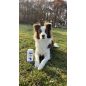 Biotin Forte: Szőrvitamin kutyáknak (30 tabletta)