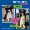 Biotin Forte: Szőrvitamin kutyáknak (30 tabletta)