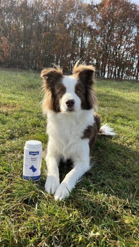 Biotin Forte: Szőrvitamin kutyáknak (600 tabletta)