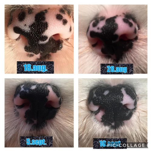 Bio Seealgen: Bio Tengeri Alga por kutyáknak és macskáknak (250g)