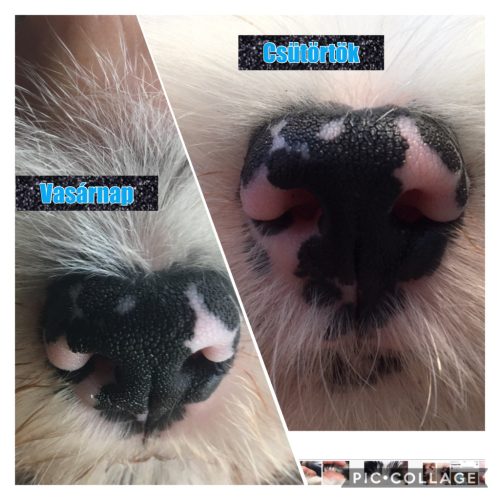 Bio Seealgen: Bio Tengeri Alga por kutyáknak és macskáknak (250g)