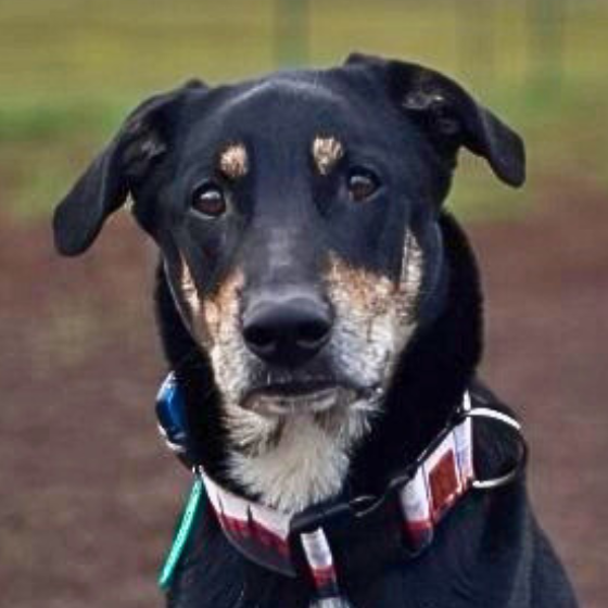 Bátor sikertörténete