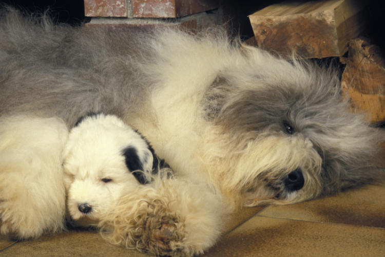 Breeder Club illusztráció