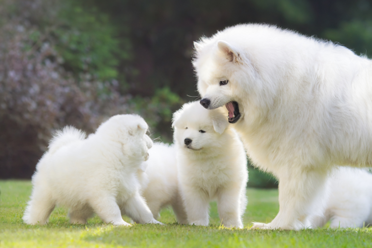 Breeder Club illusztráció