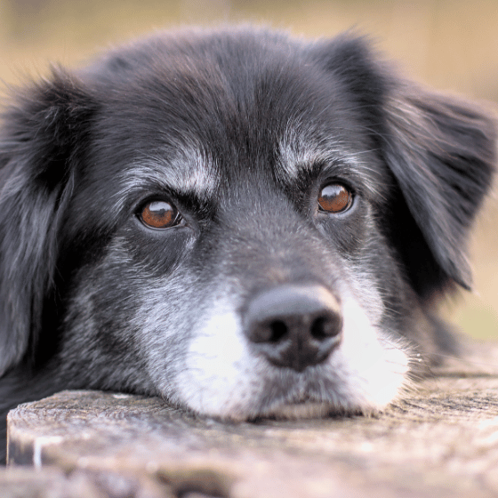Az idősödő kutyák egészsége – hogyan maradhat kedvenced aktív és boldog hosszú éveken át?