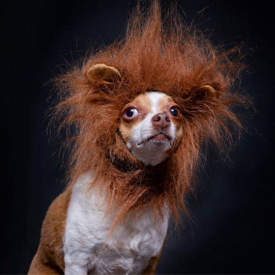 Fénytelen szőr, korpásodás, erős vedlés – mit tehetünk?